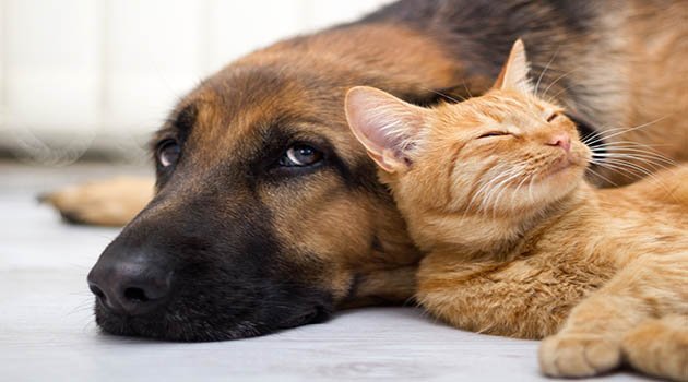 Animaux et location : ce qui est permis et ce qui ne l'est pas ! Animaux et location : ce qui est permis et ce qui ne l'est pas !