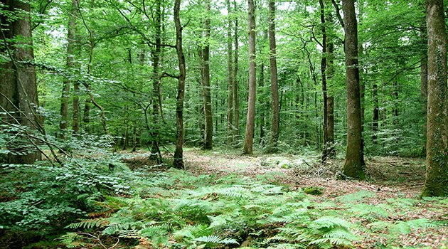 Forêts : une fiscalité davantage contrôlée