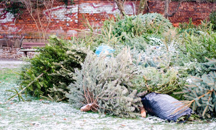 Que faire de son sapin après Noël ? Que faire de son sapin après Noël ?