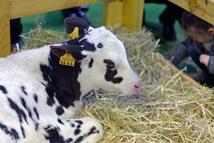 Salon international de l'agriculture - Venez visiter la plus grande ferme du monde Salon international de l'agriculture - Venez visiter la plus grande ferme du monde