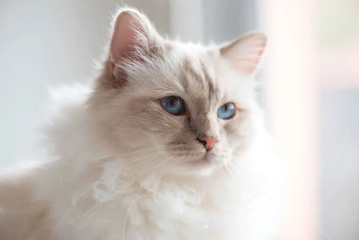 Choupette, la chatte de Karl Lagerfeld, peut-elle hériter ? episode artwork