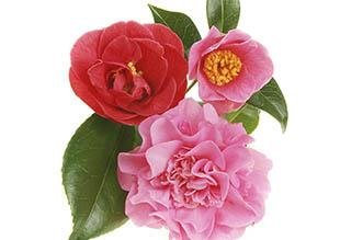 Aménagement de jardin : 8 astuces tendance pour 2025