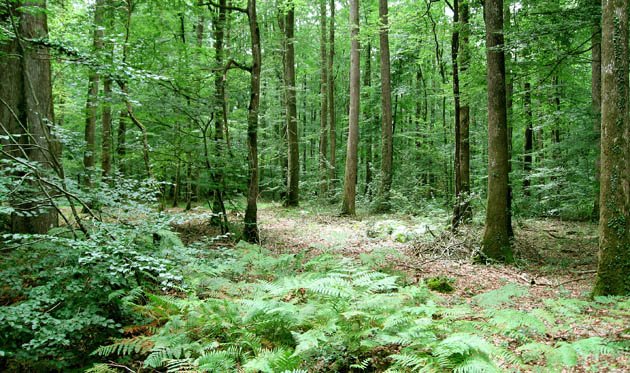 Bois et forêts : un placement... à l'abri des soucis Bois et forêts : un placement... à l'abri des soucis