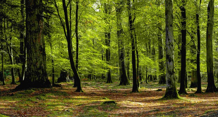 Frais de notaire pour un terrain boisé&nbsp;: quels frais de notaire&nbsp;?