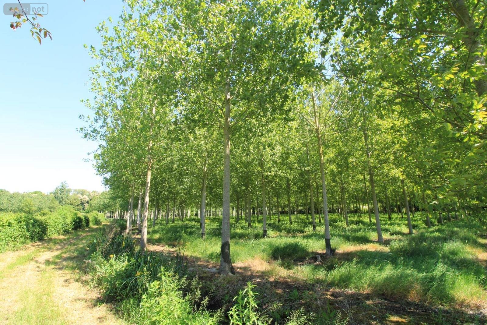 Terrains de loisirs bois etangs a vendre Chiré-en-Montreuil 86190 Vienne 10000 m2  22000 euros