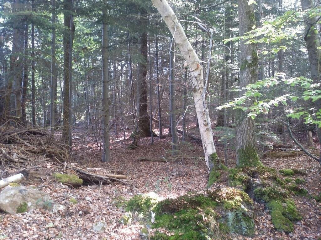 Terrains de loisirs bois etangs a vendre La Folletière-Abenon 14290 Calvados 3994 m2  6500 euros