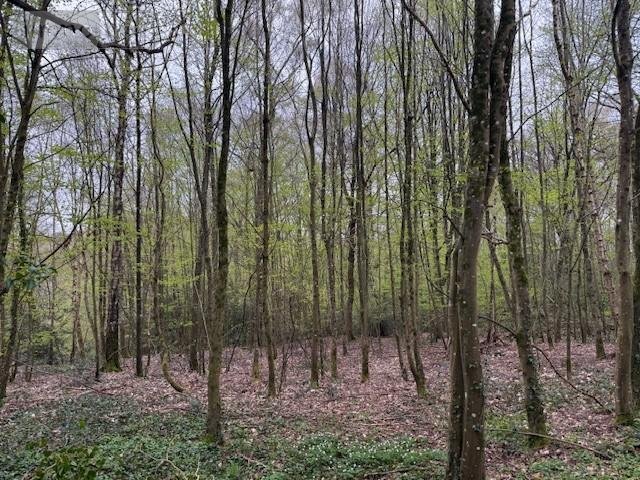 Terrains de loisirs bois etangs a vendre Fumichon 14590 Calvados 17939 m2  19500 euros