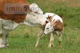 Bien agricole a vendre Réville 50760 Manche  3100 euros