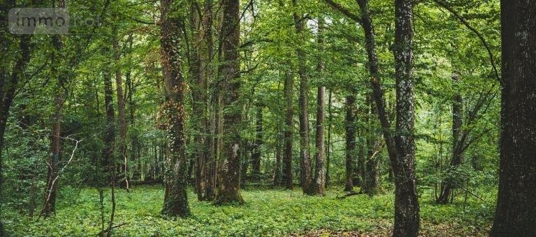 Terrains de loisirs bois etangs a vendre Ciry-le-Noble 71420 Saône-et-Loire 5 m2  155000 euros
