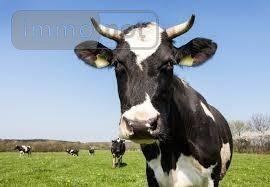 Bien agricole a vendre Saint-Jacques-de-Néhou 50390 Manche  9900 euros