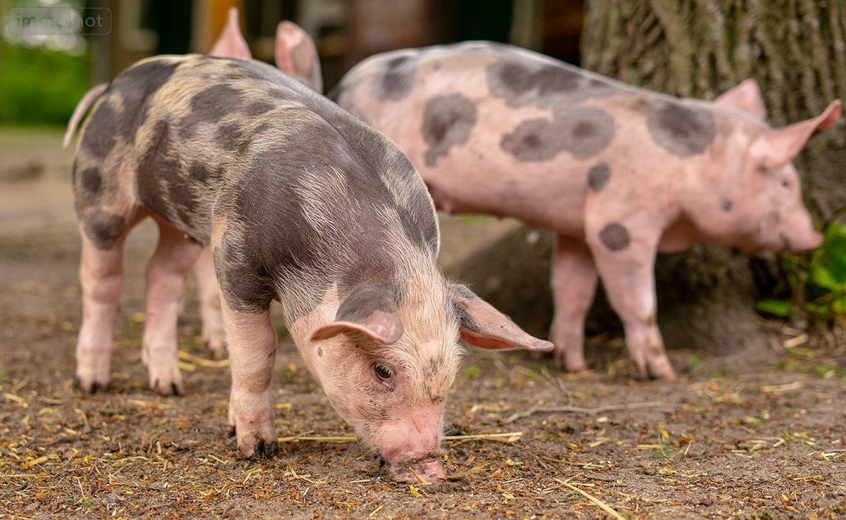 Bien agricole a vendre Saint-Jacques-de-Néhou 50390 Manche  5000 euros