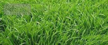 Terrains de loisirs bois etangs a vendre Pont-Aven 29930 Finistère 6280 m2  5000 euros