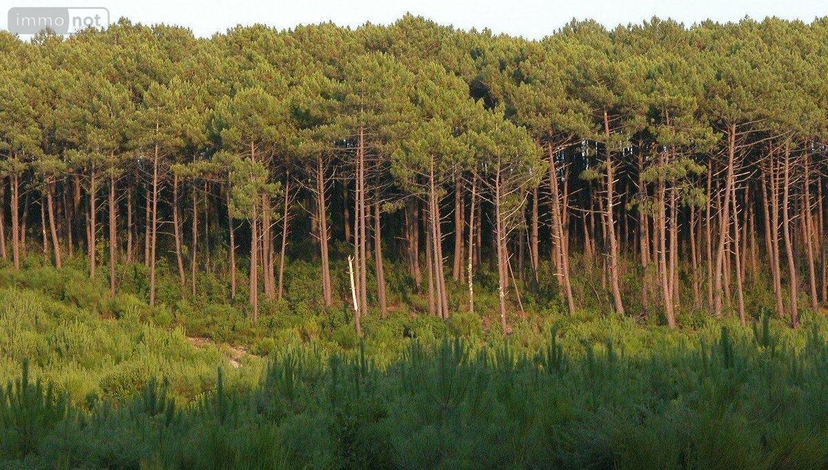 Terrains de loisirs bois etangs a vendre Sendets 33690 Gironde 86300 m2  31800 euros
