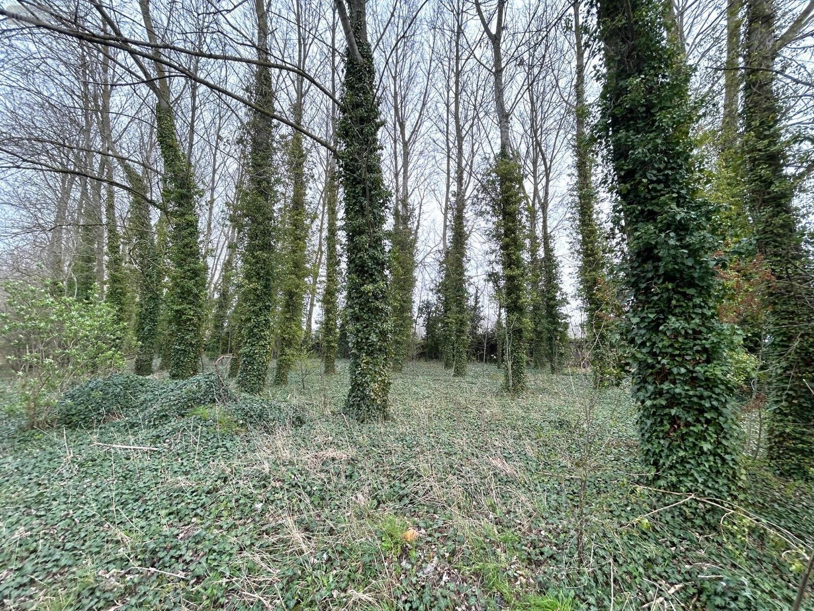 Terrains de loisirs bois etangs a vendre Looberghe 59630 Nord 3800 m2  17500 euros