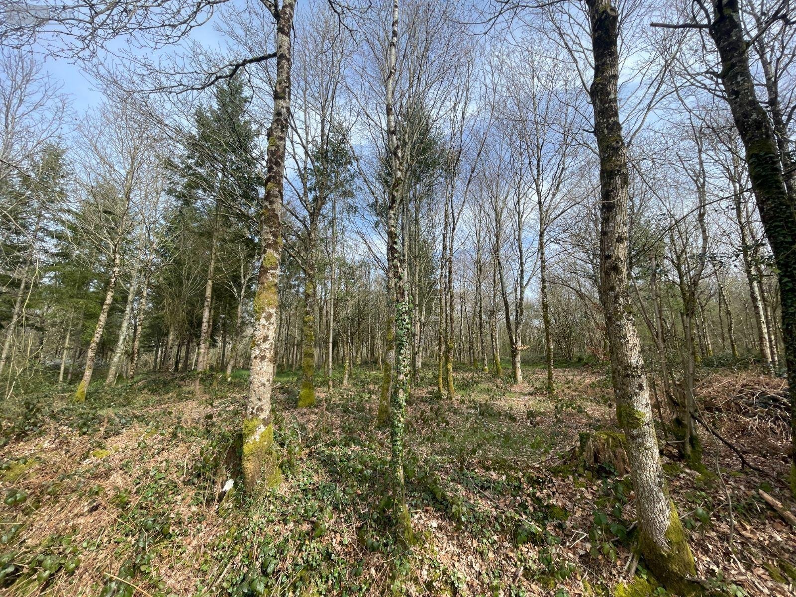 Terrains de loisirs bois etangs a vendre Lignières-Orgères 53140 Mayenne 124200 m2  84560 euros