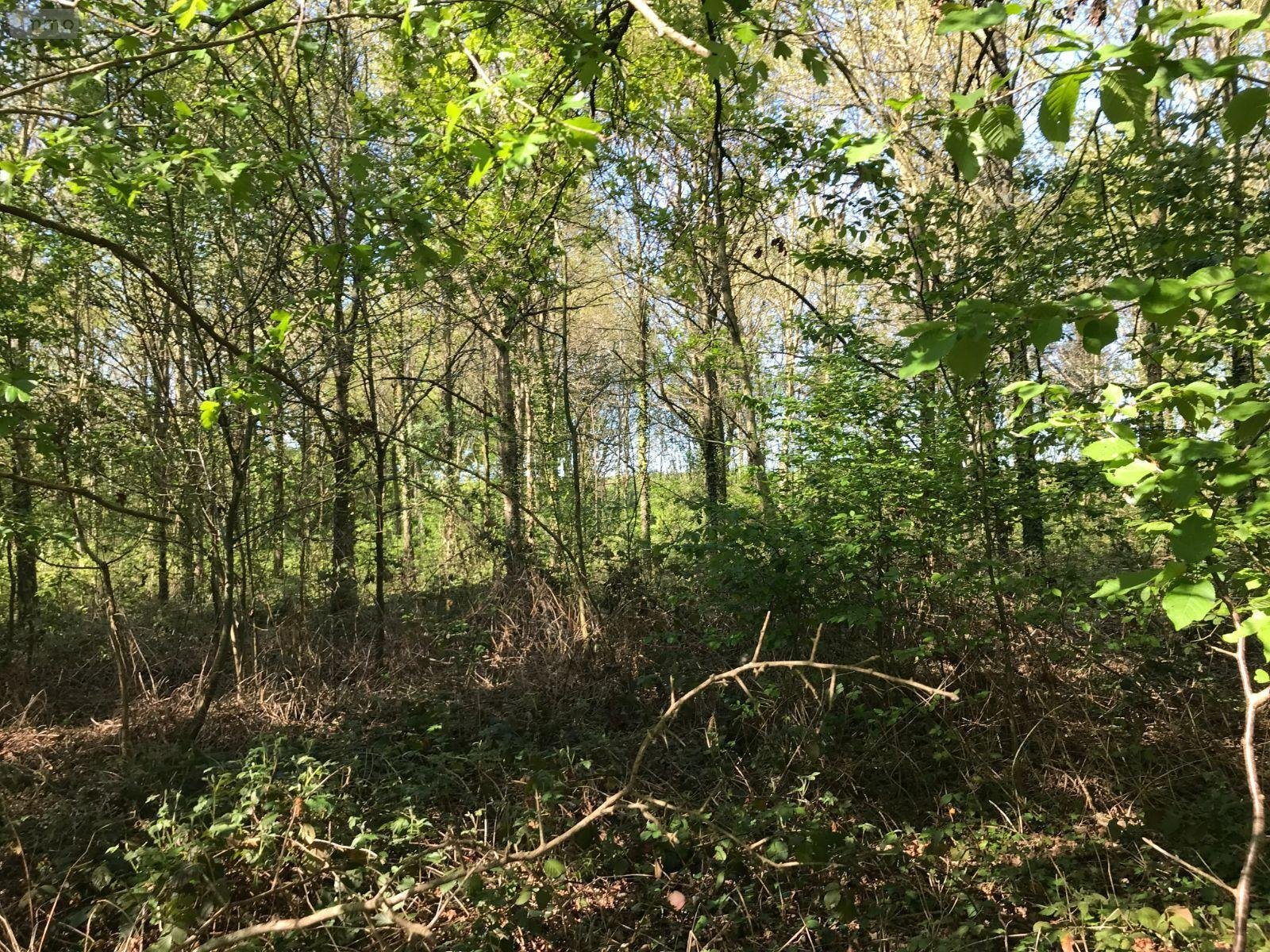 Terrains de loisirs bois etangs a vendre Saint-Denis-des-Coudrais 72110 Sarthe 18140 m2  12200 euros