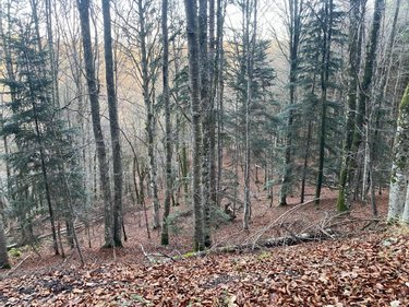Terrains de loisirs bois etangs a vendre Neuvéglise-sur-Truyère 15260 Cantal 28200 m2  6800 euros