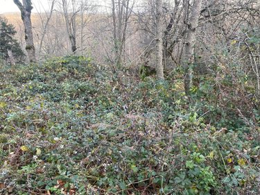 Terrains de loisirs bois etangs a vendre Neuvéglise-sur-Truyère 15260 Cantal 28200 m2  6800 euros