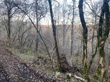 Terrains de loisirs bois etangs a vendre Neuvéglise-sur-Truyère 15260 Cantal 28200 m2  6800 euros
