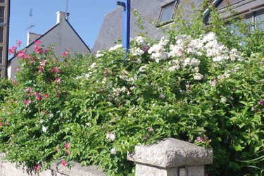 Maison a vendre Saint-Malo 35400 Ille-et-Vilaine 149 m2 8 pièces 536972 euros