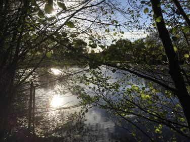 Terrains de loisirs bois etangs a vendre Le Theil-de-Bretagne 35240 Ille-et-Vilaine 19100 m2  37580 euros