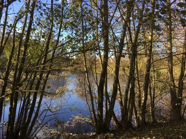 Terrains de loisirs bois etangs a vendre Le Theil-de-Bretagne 35240 Ille-et-Vilaine 19100 m2  37580 euros