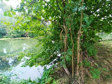 Terrains de loisirs bois etangs a vendre Saint-Firmin-des-Prés 41100 Loir-et-Cher 215 m2  6000 euros
