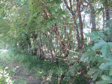 Maison a vendre Laburgade 46230 Lot 139 m2 5 pièces 324760 euros