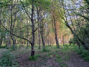 Terrains de loisirs bois etangs a vendre Craon 53400 Mayenne 34400 m2  115160 euros