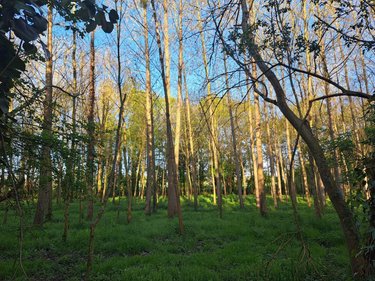 Terrains de loisirs bois etangs a vendre Craon 53400 Mayenne 34400 m2  115160 euros