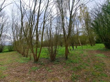 Terrains de loisirs bois etangs a vendre Prée d'Anjou 53200 Mayenne 12100 m2  63360 euros