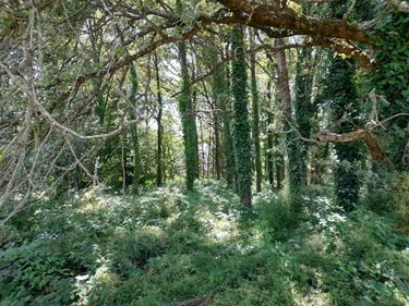 Terrain a batir a vendre La Gacilly 56200 Morbihan 1087 m2  22744 euros