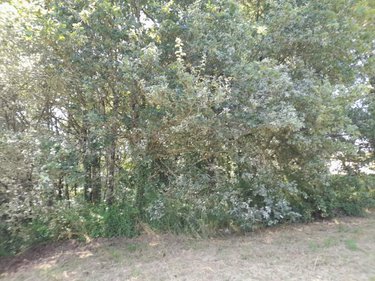 Terrain a batir a vendre La Gacilly 56200 Morbihan 1087 m2  22744 euros