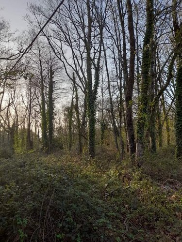 Terrain a batir a vendre La Gacilly 56200 Morbihan 1182 m2  44370 euros