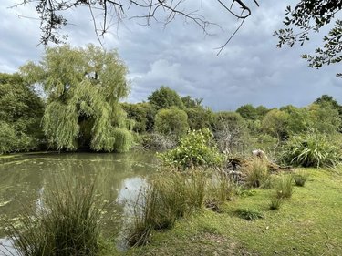 Terrains de loisirs bois etangs a vendre Carentoir 56910 Morbihan 4900 m2  42400 euros