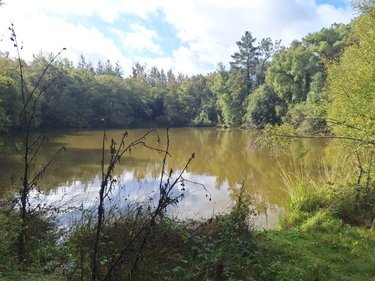 Terrains de loisirs bois etangs a vendre Guilliers 56490 Morbihan 14300 m2  27000 euros