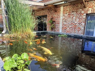 Maison a vendre Berthen 59270 Nord 111 m2 5 pièces 188000 euros