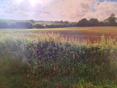 Terrain a batir a vendre Crémarest 62240 Pas-de-Calais 1000 m2  59900 euros