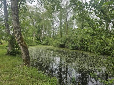 Terrains de loisirs bois etangs a vendre Vaas 72500 Sarthe 2228 m2  14000 euros