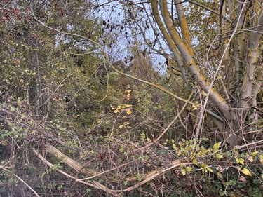 Terrains de loisirs bois etangs a vendre Auxi-le-Château 62390 Pas-de-Calais 5694 m2  23500 euros