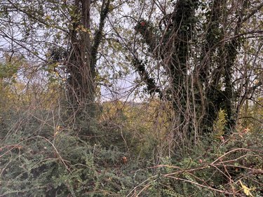 Terrains de loisirs bois etangs a vendre Auxi-le-Château 62390 Pas-de-Calais 5694 m2  23500 euros