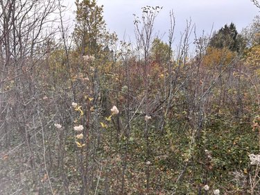 Terrains de loisirs bois etangs a vendre Auxi-le-Château 62390 Pas-de-Calais 5694 m2  23500 euros