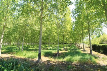 Terrains de loisirs bois etangs a vendre Chiré-en-Montreuil 86190 Vienne 10000 m2  22000 euros