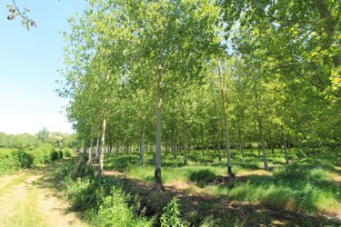 Terrains de loisirs bois etangs a vendre Chiré-en-Montreuil 86190 Vienne 10000 m2  28600 euros