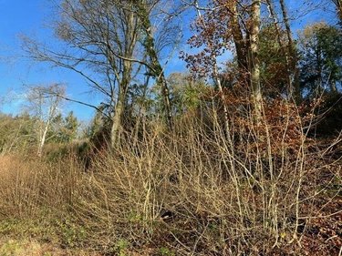 Terrains de loisirs bois etangs a vendre La Vespière Friardel 14290 Calvados 8471 m2  9971 euros