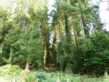 Terrains de loisirs bois etangs a vendre Melrand 56310 Morbihan 13280 m2  21320 euros
