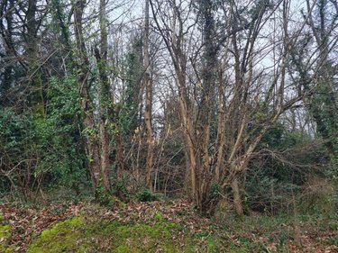 Terrain a batir a vendre Rohan 56580 Morbihan 8566 m2  53000 euros