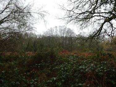 Terrains de loisirs bois etangs a vendre Saint-Tugdual 56540 Morbihan 13922 m2  10600 euros