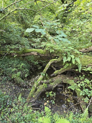 Terrains de loisirs bois etangs a vendre Rosporden 29140 Finistère 226898 m2  128000 euros