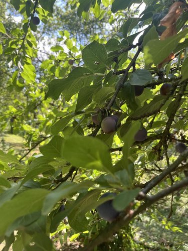 Terrains de loisirs bois etangs a vendre Parçay-sur-Vienne 37220 Indre-et-Loire 7760 m2  23600 euros
